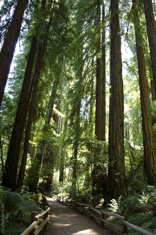 Muir Woods || Nikon D7000 | 1/100s | f/5 | ISO 800 | a pulso
