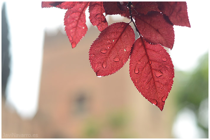 Como lgrimas en la lluvia || Nikon D7000 | 1/100s | f/3,2 | ISO 400 | a pulso